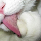 Illustration for article titled Close Up, A Cats Tongue Is Totally Horrifying